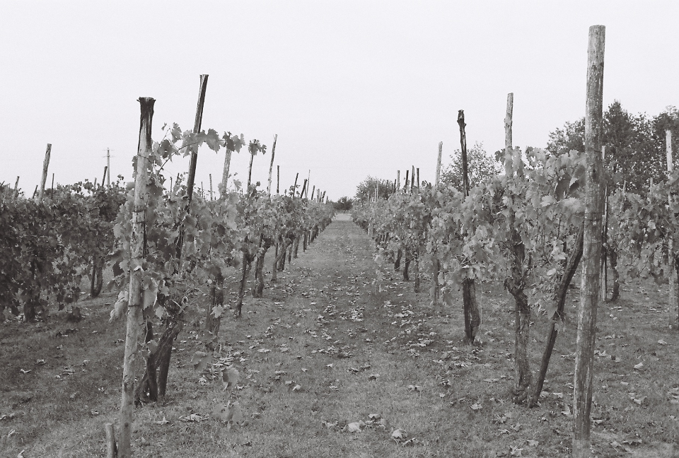 Vineyard in front of Castello di Paderna